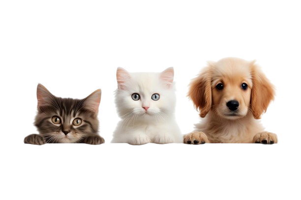 Pets